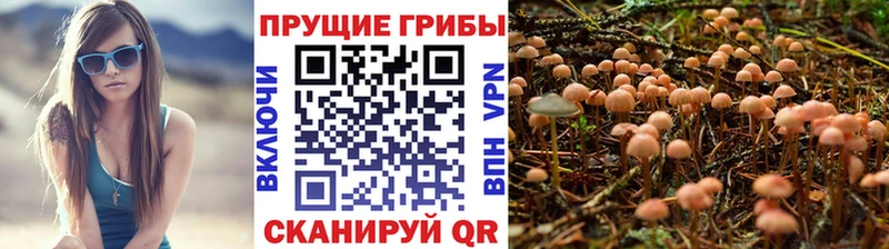 МЕГА зеркало наркота Аргун Псилоцибиновые грибы GOLDEN TEACHER